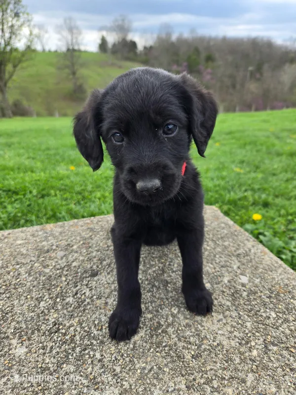 Marley – Labradoodle puppy for sale in Williamstown, KY