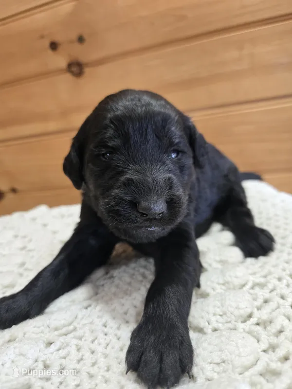 Marley – Labradoodle puppy for sale in Williamstown, KY