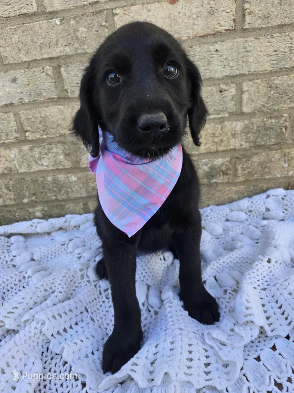 Marley – Labradoodle puppy for sale in Williamstown, KY