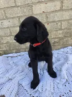 Marley, a female Labradoodle for sale in Williamstown, KY – Photo 3 of 3