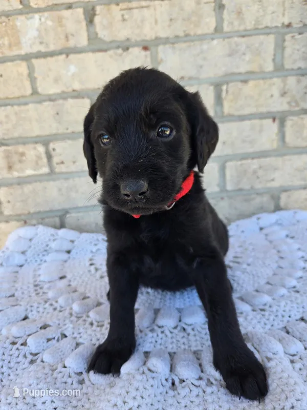 Marley – Labradoodle puppy for sale in Williamstown, KY