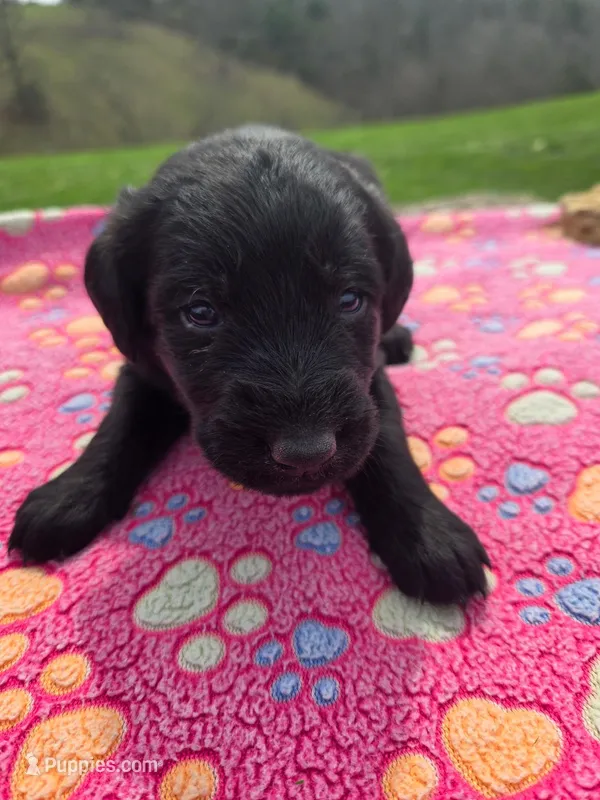 Marley – Labradoodle puppy for sale in Williamstown, KY