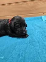 Marley, a female Labradoodle for sale in Williamstown, KY – Photo 1 of 4