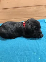 Marley, a female Labradoodle for sale in Williamstown, KY – Photo 3 of 4