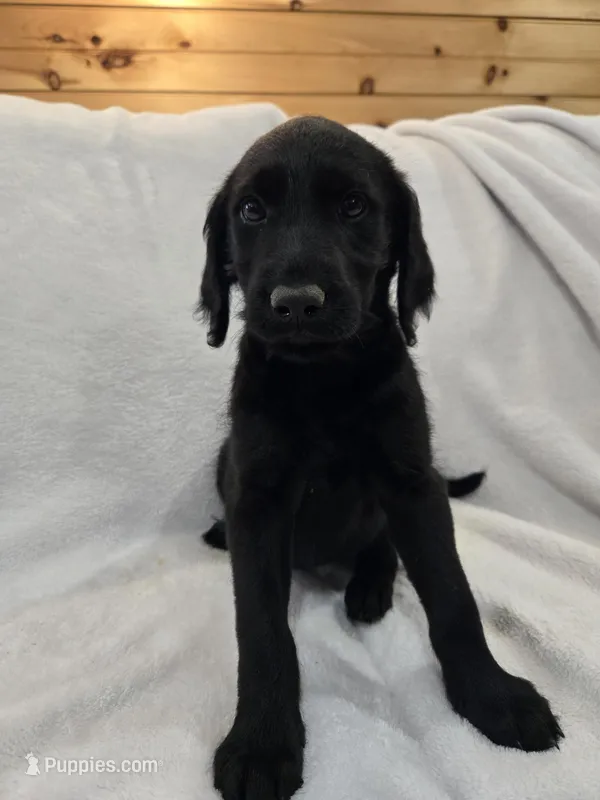 Marley – Labradoodle puppy for sale in Williamstown, KY