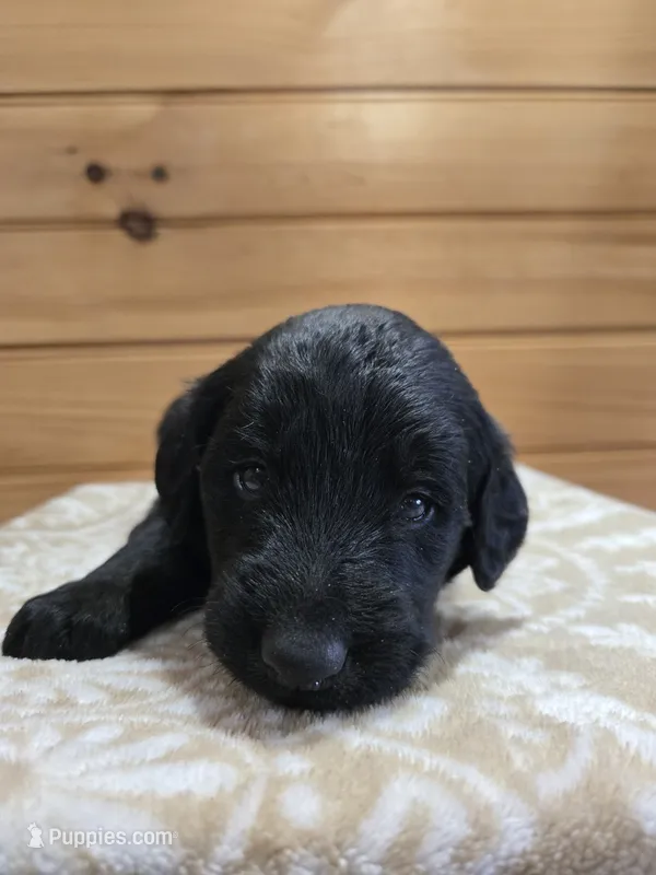 Koda – Labradoodle puppy for sale in Williamstown, KY