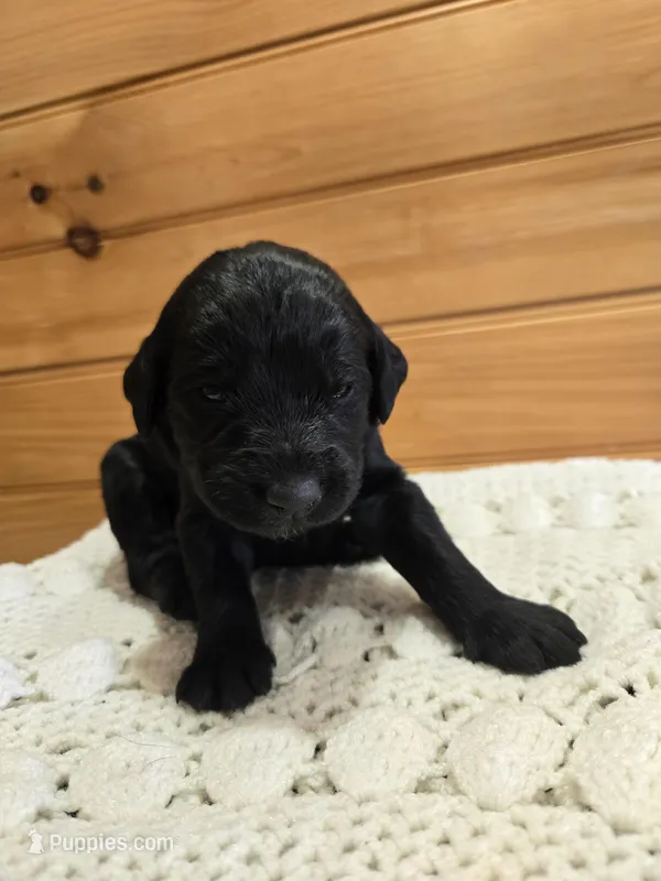 Ollie – Labradoodle puppy for sale in Williamstown, KY