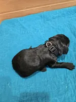 Ollie, a male Labradoodle for sale in Williamstown, KY – Photo 3 of 4