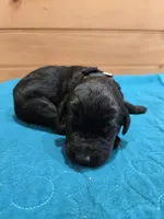 Ollie, a male Labradoodle for sale in Williamstown, KY – Photo 1 of 4