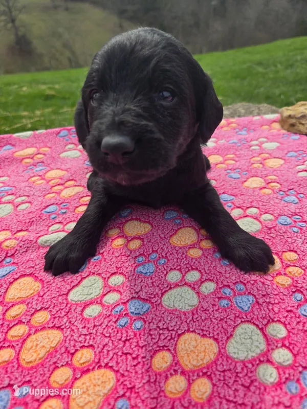 Ollie – Labradoodle puppy for sale in Williamstown, KY