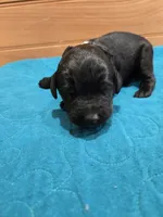 Ollie, a male Labradoodle for sale in Williamstown, KY – Photo 4 of 4