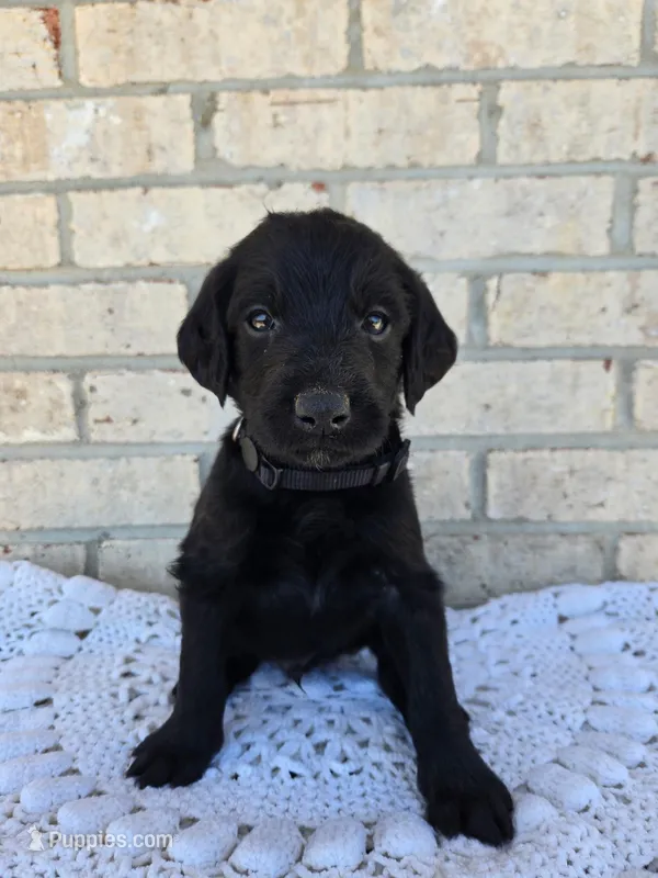 Ollie – Labradoodle puppy for sale in Williamstown, KY