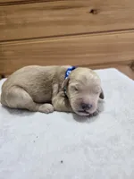 Ace, a male Labradoodle for sale in Williamstown, KY – Photo 4 of 4