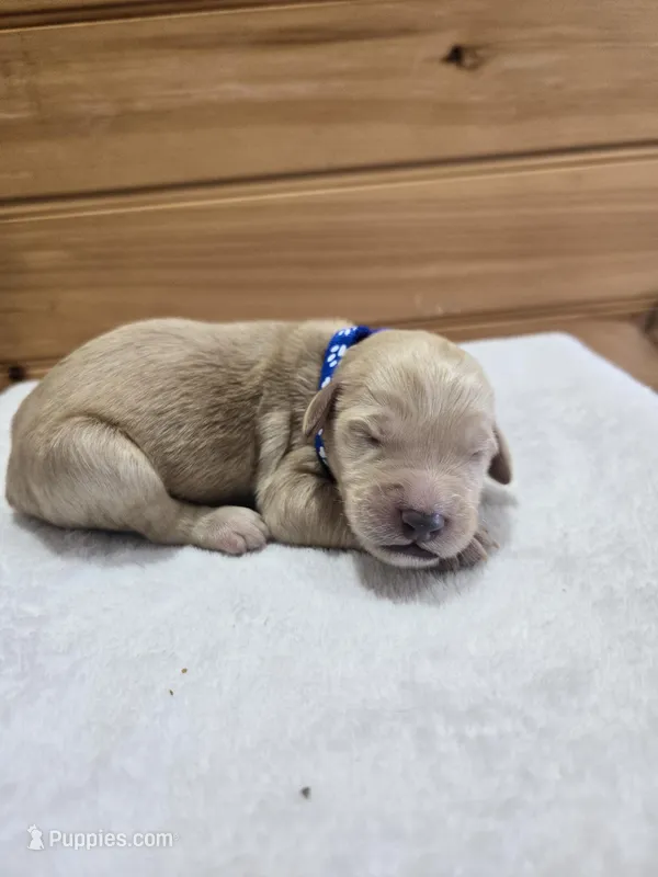 Ace – Labradoodle puppy for sale in Williamstown, KY