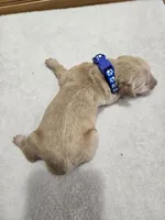 Ace, a male Labradoodle for sale in Williamstown, KY – Photo 3 of 4