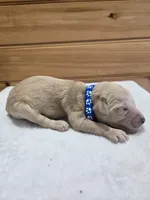 Ace, a male Labradoodle for sale in Williamstown, KY – Photo 2 of 4