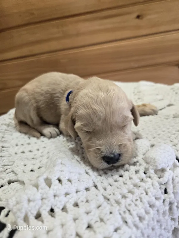 Ace – Labradoodle puppy for sale in Williamstown, KY