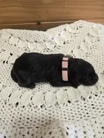 Bella, a female Labradoodle for sale in Williamstown, KY – Photo 5 of 5