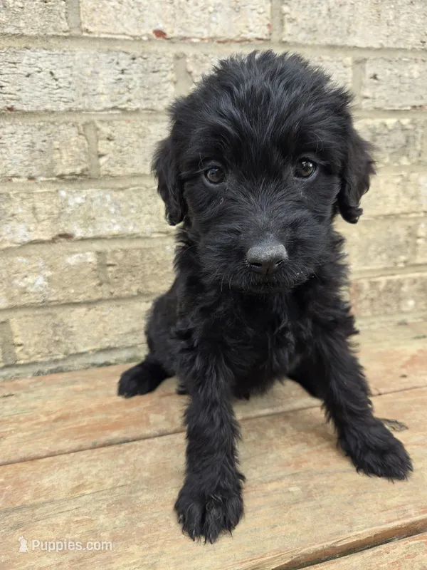 Bella – Labradoodle puppy for sale in Williamstown, KY
