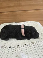 Bella, a female Labradoodle for sale in Williamstown, KY – Photo 4 of 5