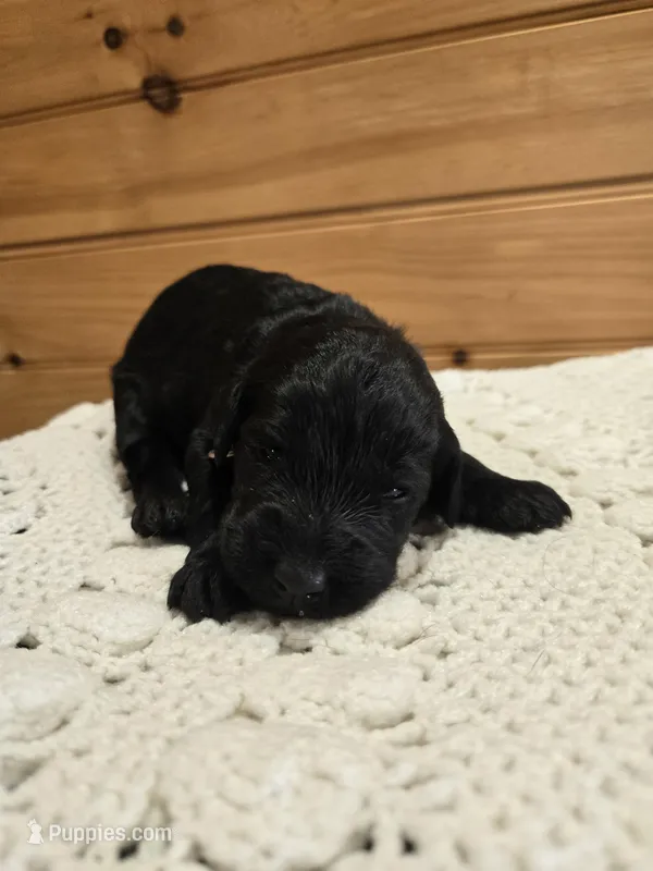 Bella – Labradoodle puppy for sale in Williamstown, KY