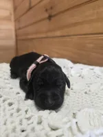 Bella, a female Labradoodle for sale in Williamstown, KY – Photo 2 of 5