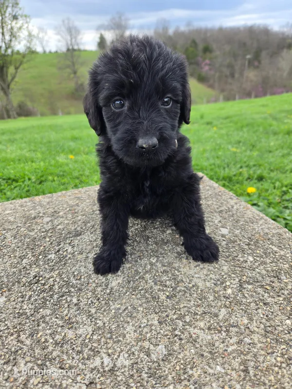 Bella – Labradoodle puppy for sale in Williamstown, KY