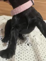 Bella, a female Labradoodle for sale in Williamstown, KY – Photo 3 of 5