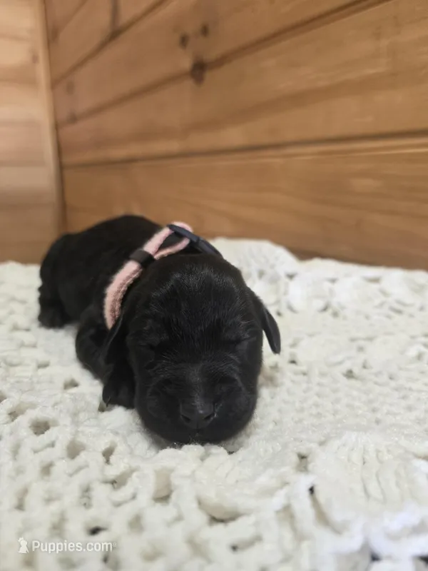 Bella, a female Labradoodle for sale in Williamstown, KY – Photo 1 of 5