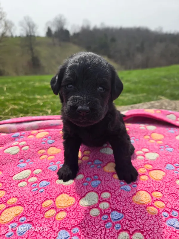 Bella – Labradoodle puppy for sale in Williamstown, KY