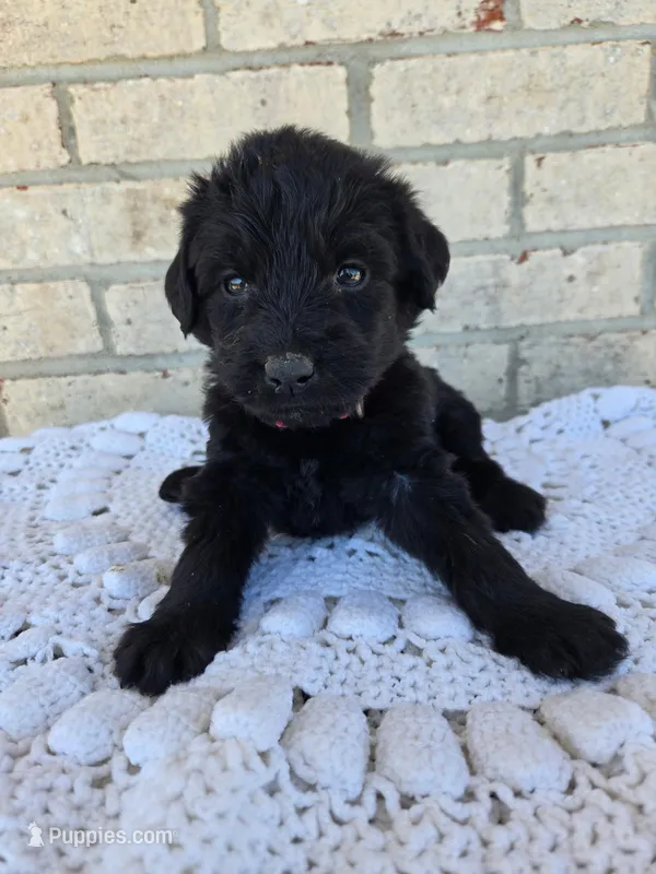 Bella – Labradoodle puppy for sale in Williamstown, KY