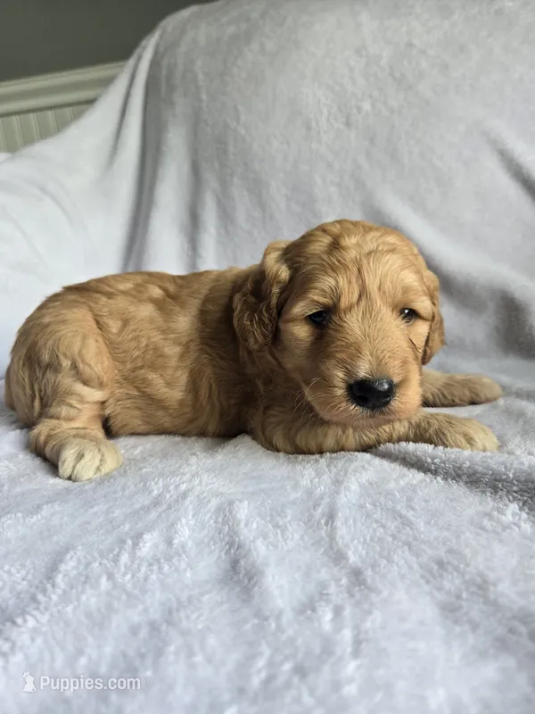 Lucy – Goldendoodle puppy for sale in Williamstown, KY