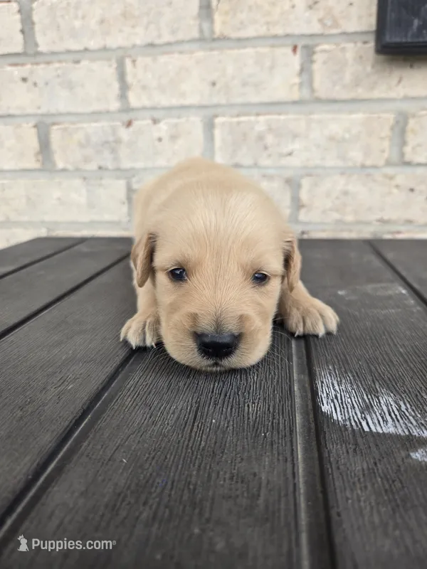 Boomer – Golden Retriever puppy for sale in Williamstown, KY