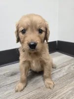Avery, a female Golden Retriever for sale in Williamstown, KY – 1 of 4