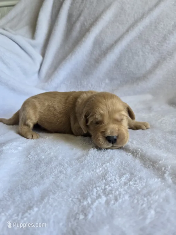 Hank – Golden Retriever puppy for sale in Williamstown, KY