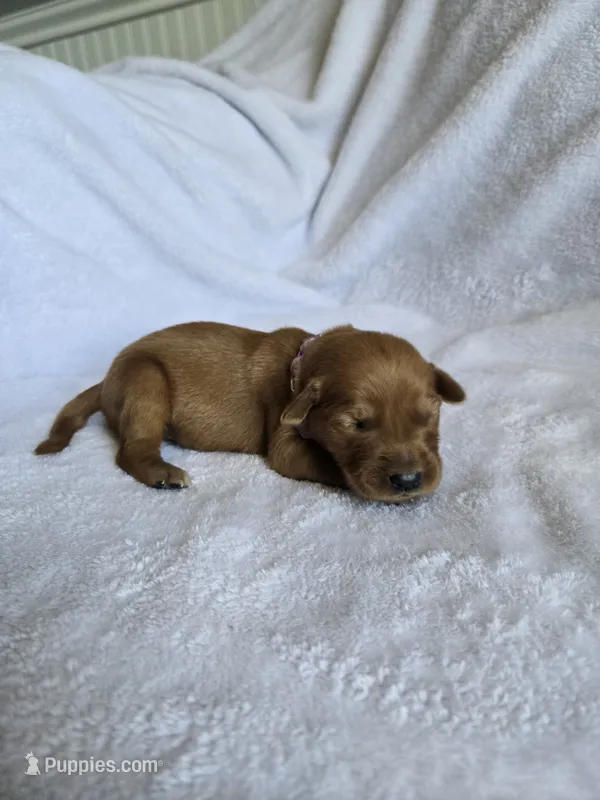 Penny – Golden Retriever puppy for sale in Williamstown, KY