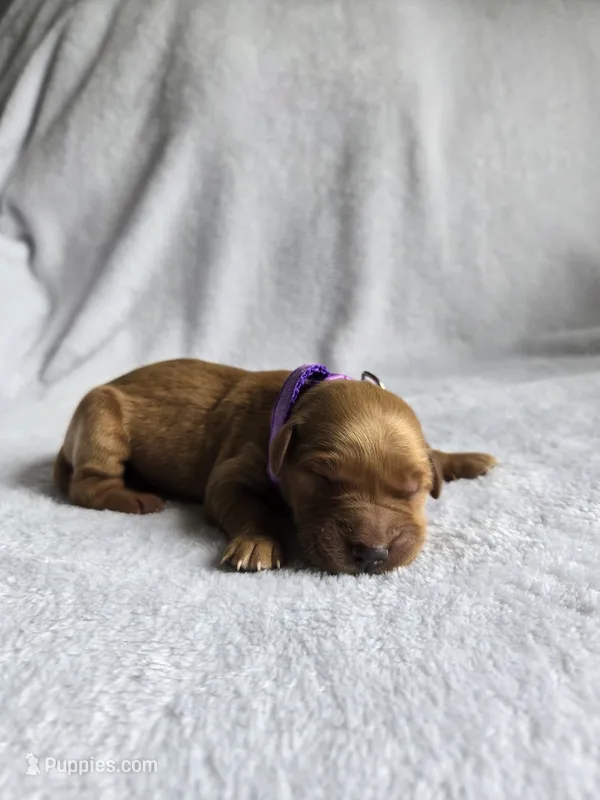 Penny – Golden Retriever puppy for sale in Williamstown, KY