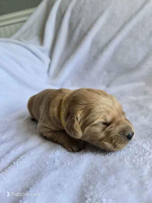 Willow  – Golden Retriever puppy for sale in Williamstown, KY