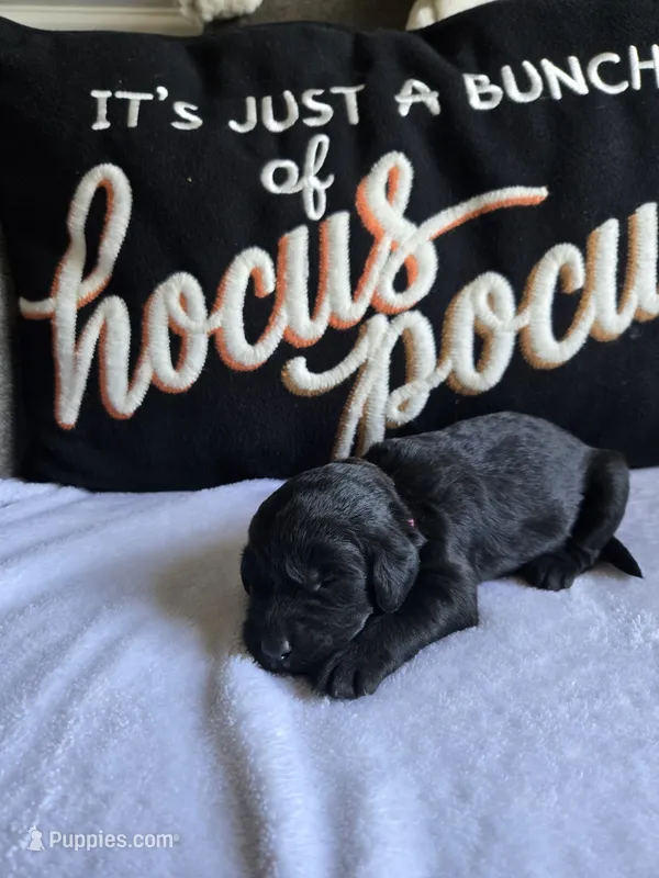 Raven – Labradoodle puppy for sale in Williamstown, KY