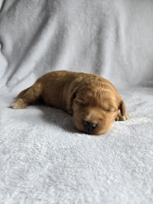 Lucy – Goldendoodle puppy for sale in Williamstown, KY