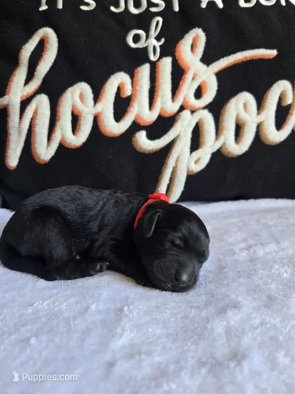Buster – Labradoodle puppy for sale in Williamstown, KY