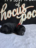 Buster, a  Labradoodle for sale in Williamstown, KY – 1 of 3