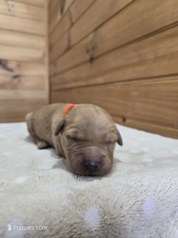 Sophie – Golden Retriever puppy for sale in Williamstown, KY