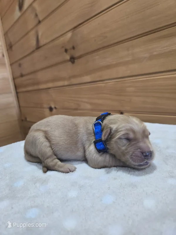 Buster – Golden Retriever puppy for sale in Williamstown, KY