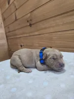Buster, a male Golden Retriever for sale in Williamstown, KY – 1 of 3