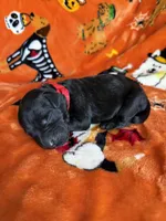 Dexter , a  Labradoodle for sale in Williamstown, KY – 2 of 3