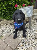 Ace, a male Labradoodle for sale in Williamstown, KY – 2 of 3