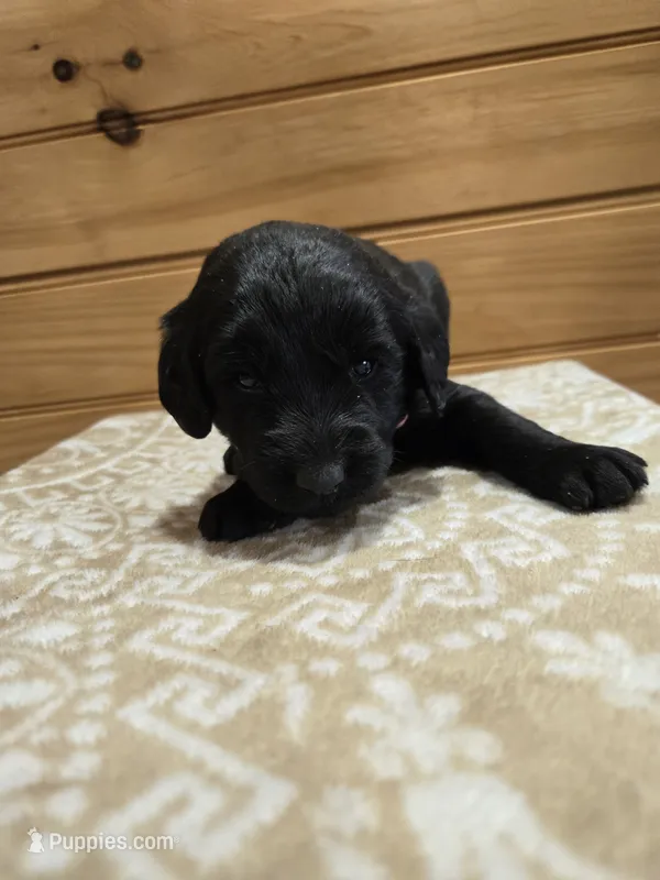 Raven – Labradoodle puppy for sale in Williamstown, KY