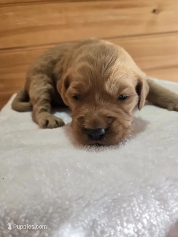 Pumpkin – Goldendoodle puppy for sale in Williamstown, KY