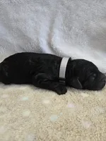Hickery, a male Goldendoodle for sale in Williamstown, KY – 4 of 4